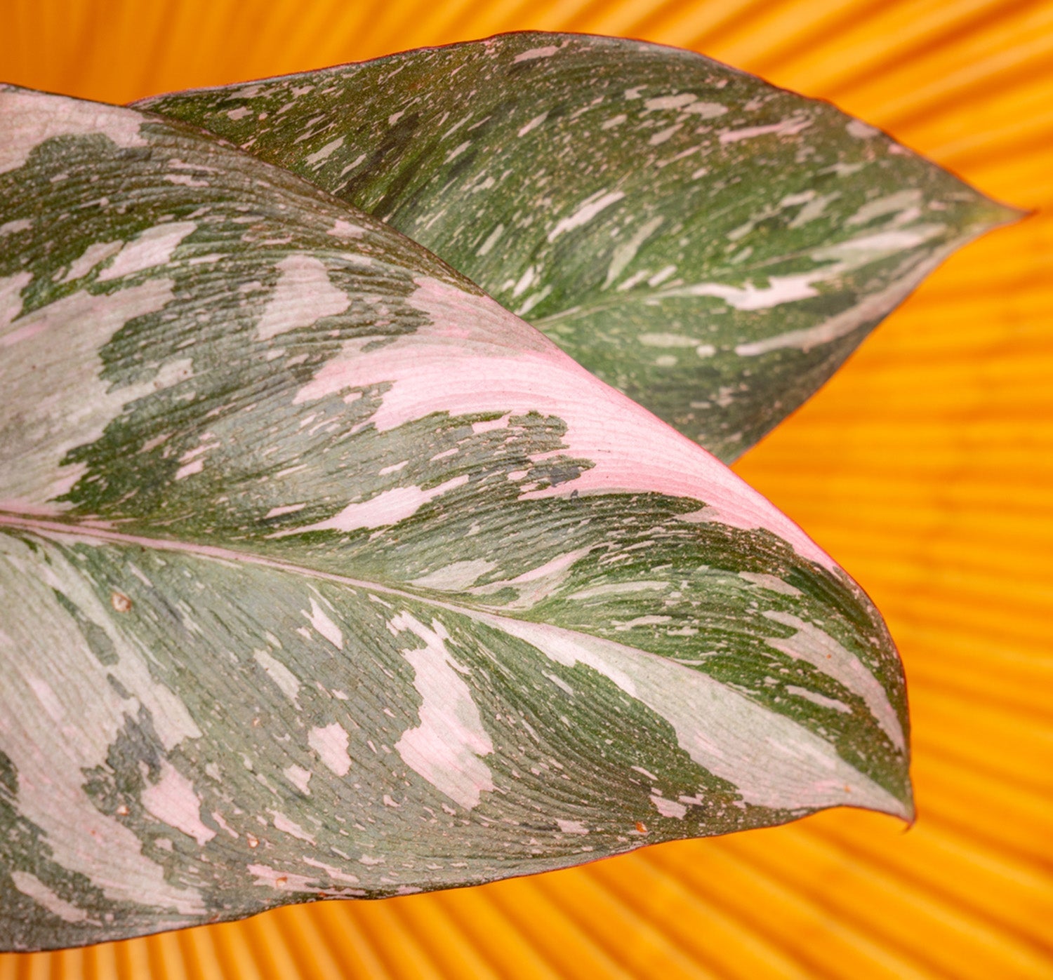 Pink Princess Philodendron | medium 6in