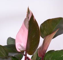 Pink Princess Philodendron | medium 6in