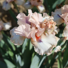 Bearded Iris - Califlora Concertina (Reblooming)