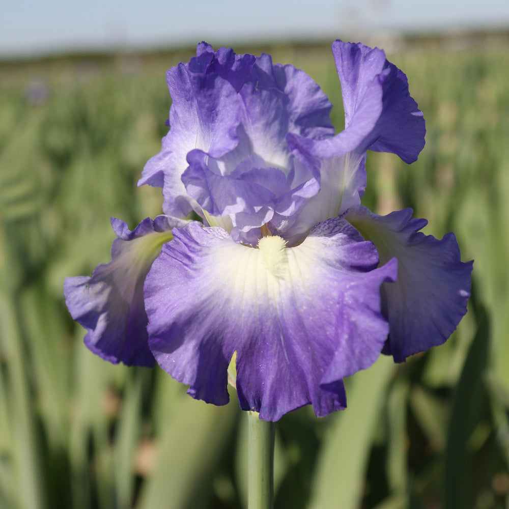 Bearded Iris - Califlora City Lights (Reblooming)