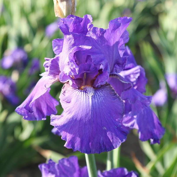 Bearded Iris - Califlora His Royal Highness (Reblooming)