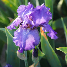 Bearded Iris - Califlora His Royal Highness (Reblooming)