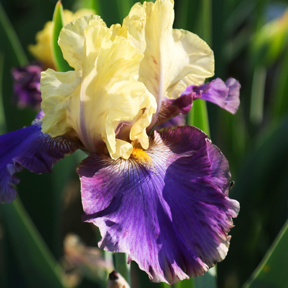 Bearded Iris - Califlora Jurassic (Reblooming)