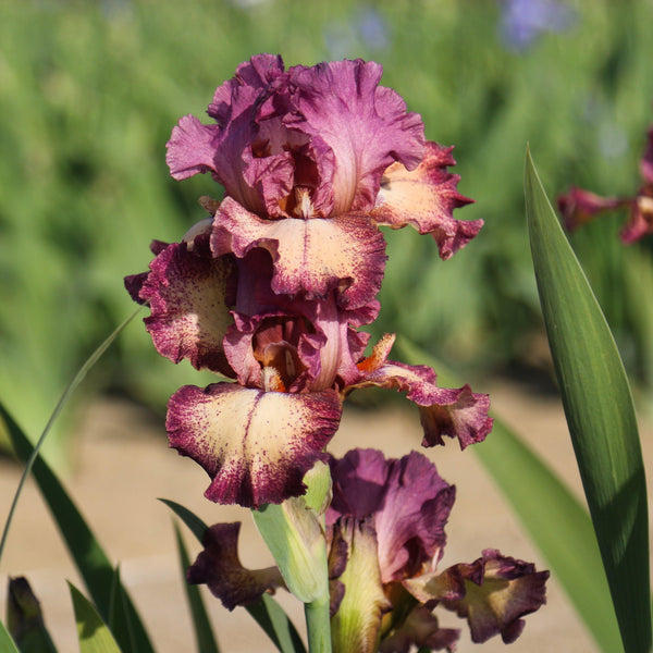 Bearded Iris - Califlora Rockstar (Reblooming)