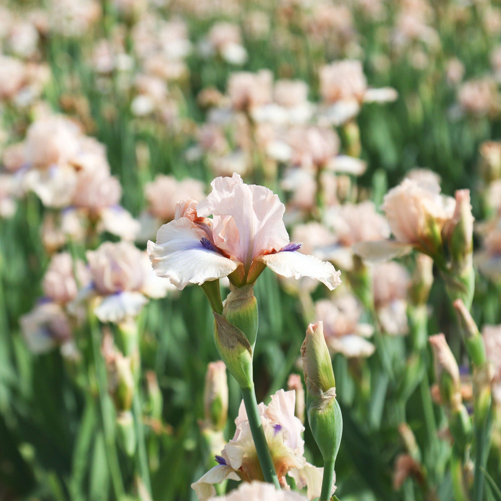 Bearded Iris - Califlora Concertina (Reblooming)