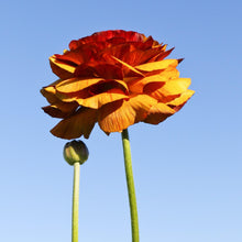 Ranunculus - Tecolote Café: 10 Corms