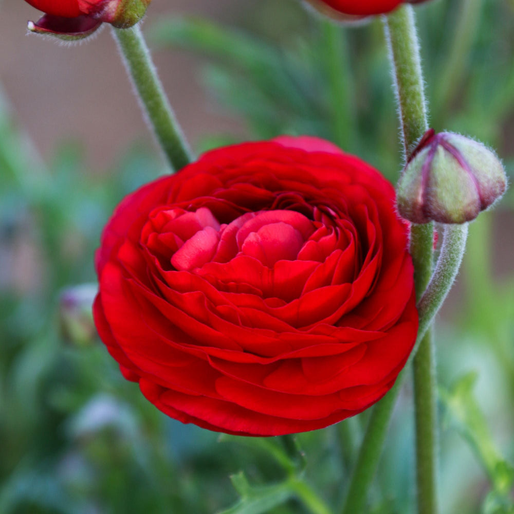 Ranunculus - Tecolote Rainbow Mix: 10 Corms