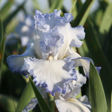 Bearded Iris - Califlora Cloud Ballet (Reblooming)