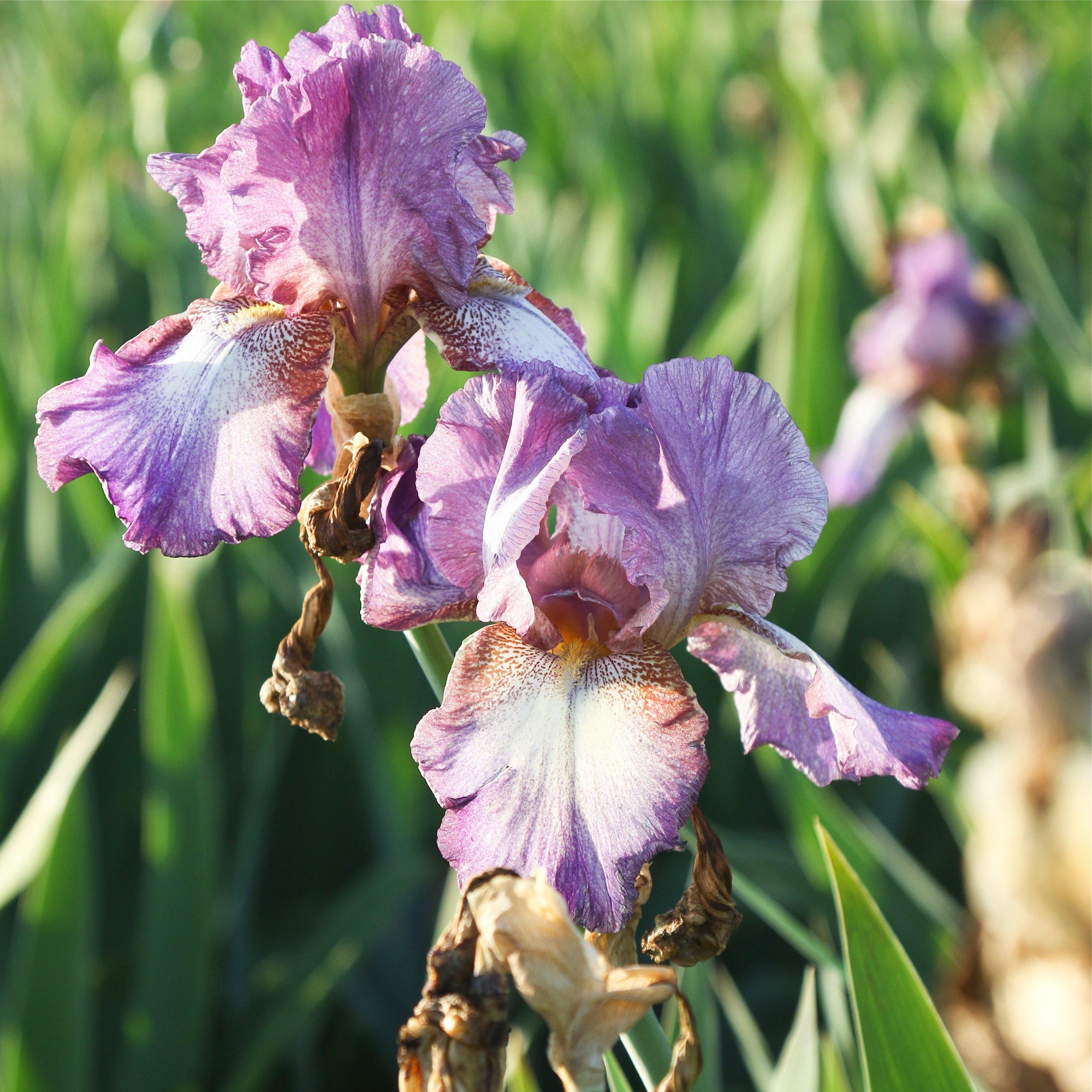 Bearded Iris - Califlora Wine Festival (Reblooming)