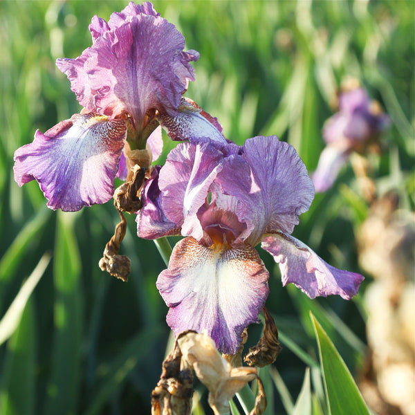 Bearded Iris - Califlora Wine Festival (Reblooming)