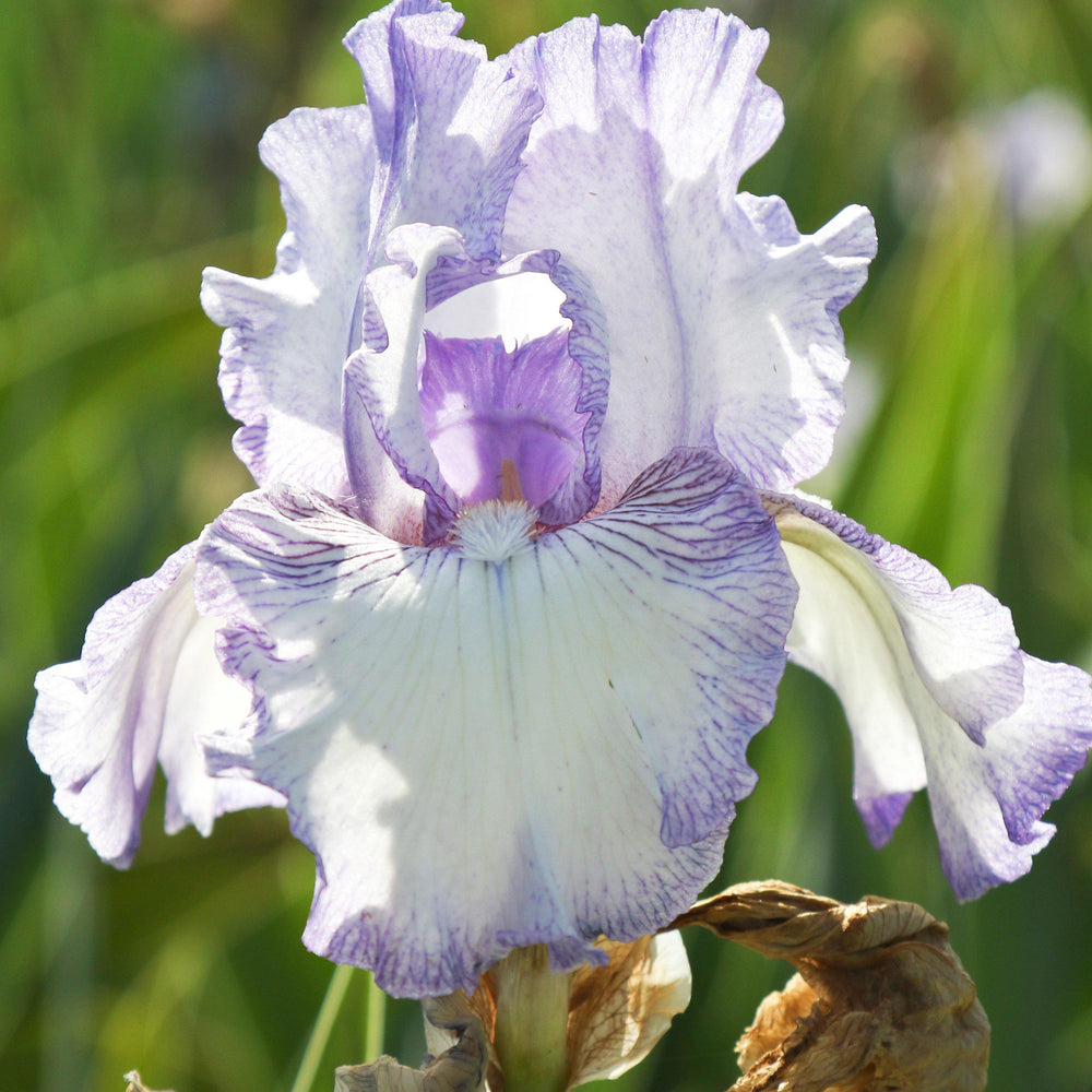 Bearded Iris - Califlora Earl of Essex (Reblooming)