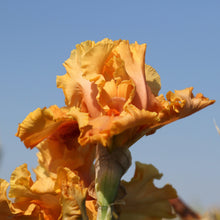 Bearded Iris - Califlora Cordoba (Reblooming)