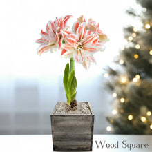 Amaryllis - Dancing Queen in a Square Planter