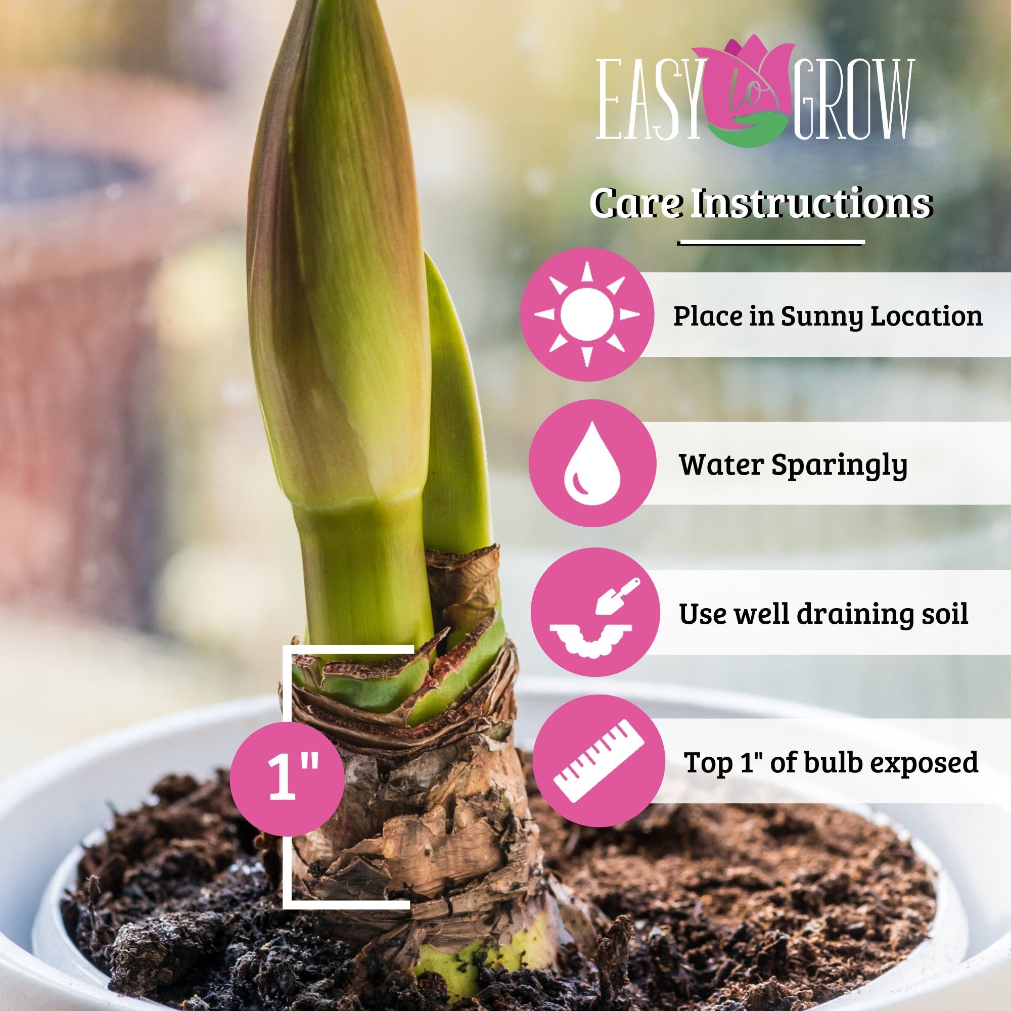 Amaryllis - Blossom Peacock: 1 Bulb