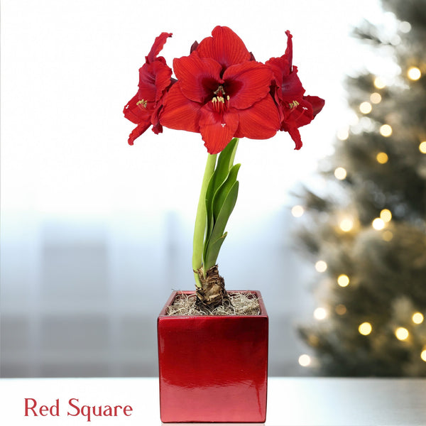 Amaryllis - Ferrari in a Square Planter