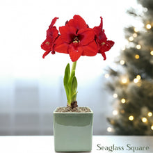 Amaryllis - Ferrari in a Square Planter