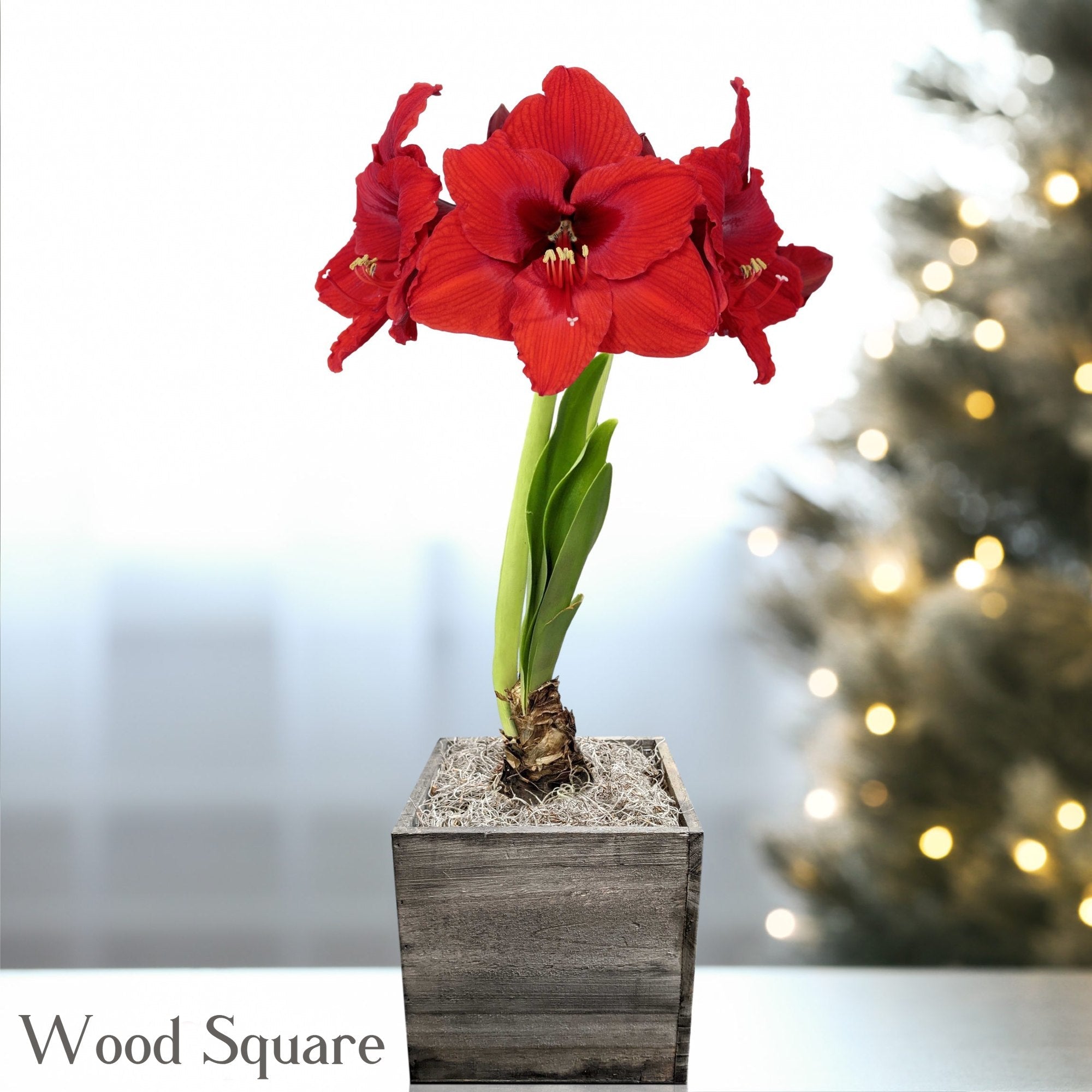 Amaryllis - Ferrari in a Square Planter