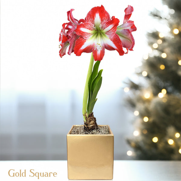 Amaryllis - Minerva in a Square Planter