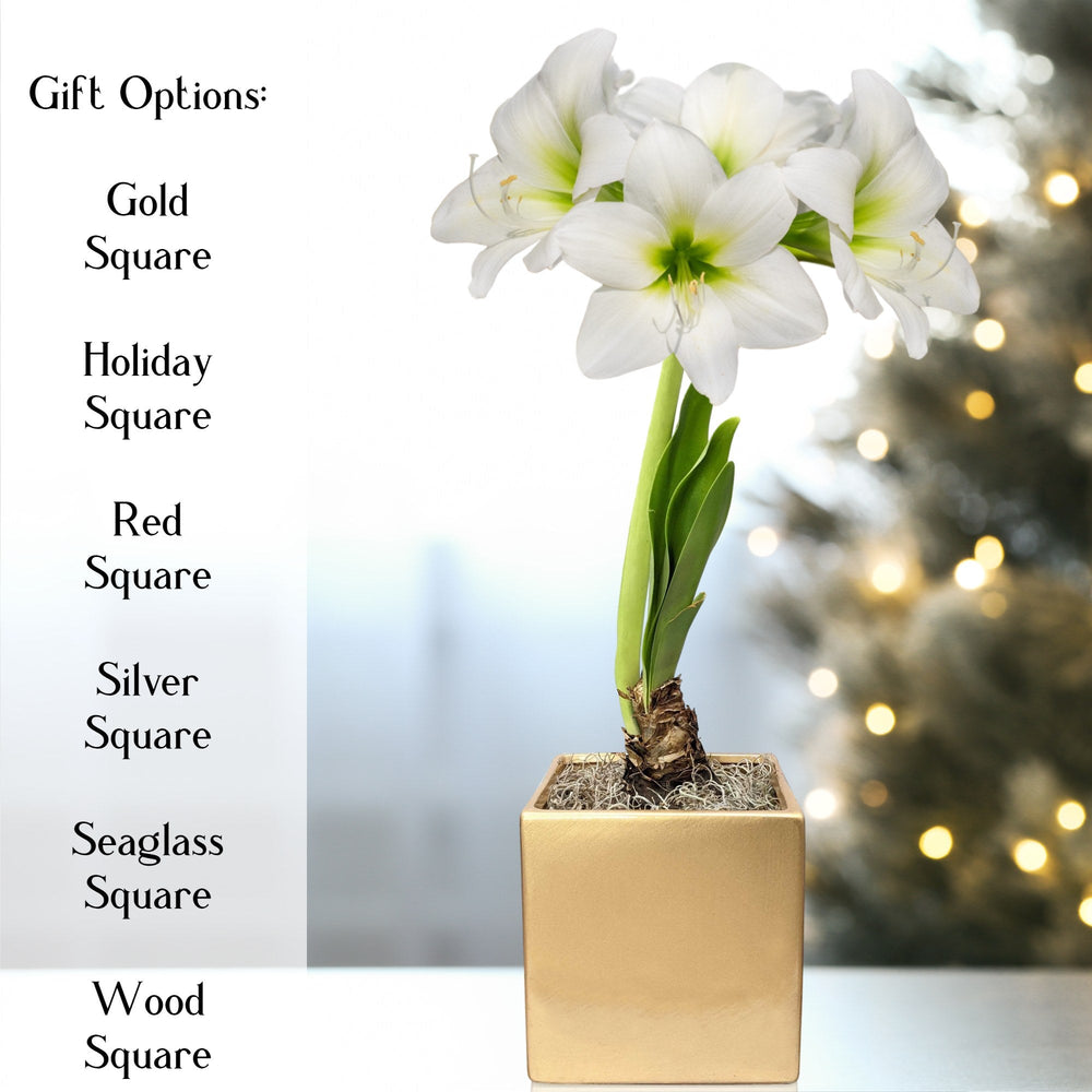 Amaryllis - White Christmas in a Square Planter