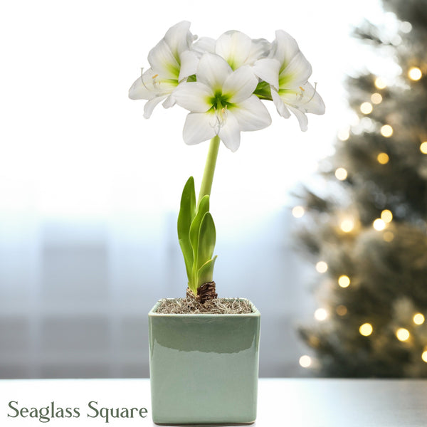 Amaryllis - White Christmas in a Square Planter