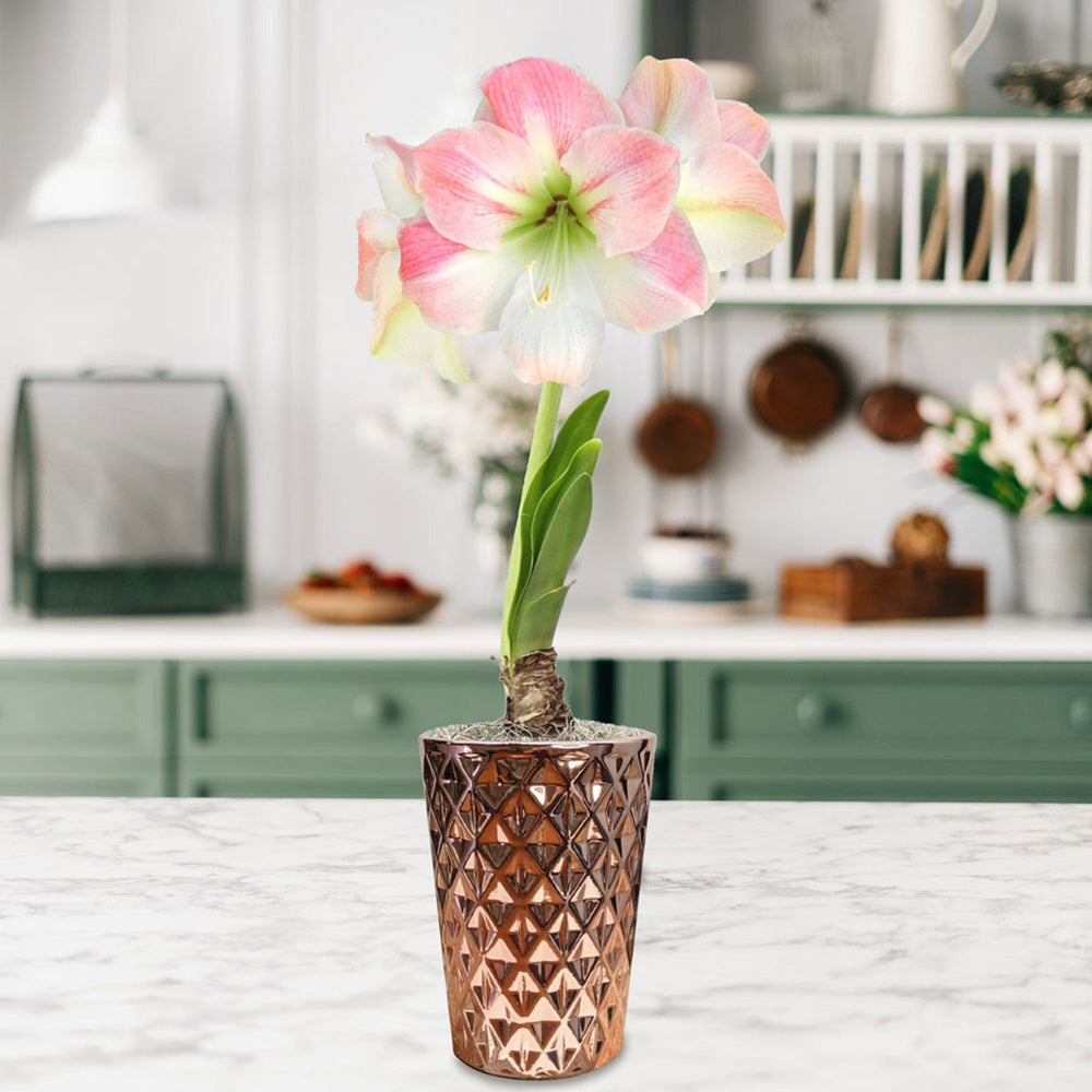 Amaryllis - Apple Blossom in a Round Planter