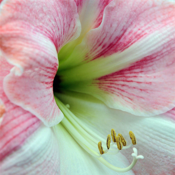 Amaryllis - Apple Blossom: 1 Bulb