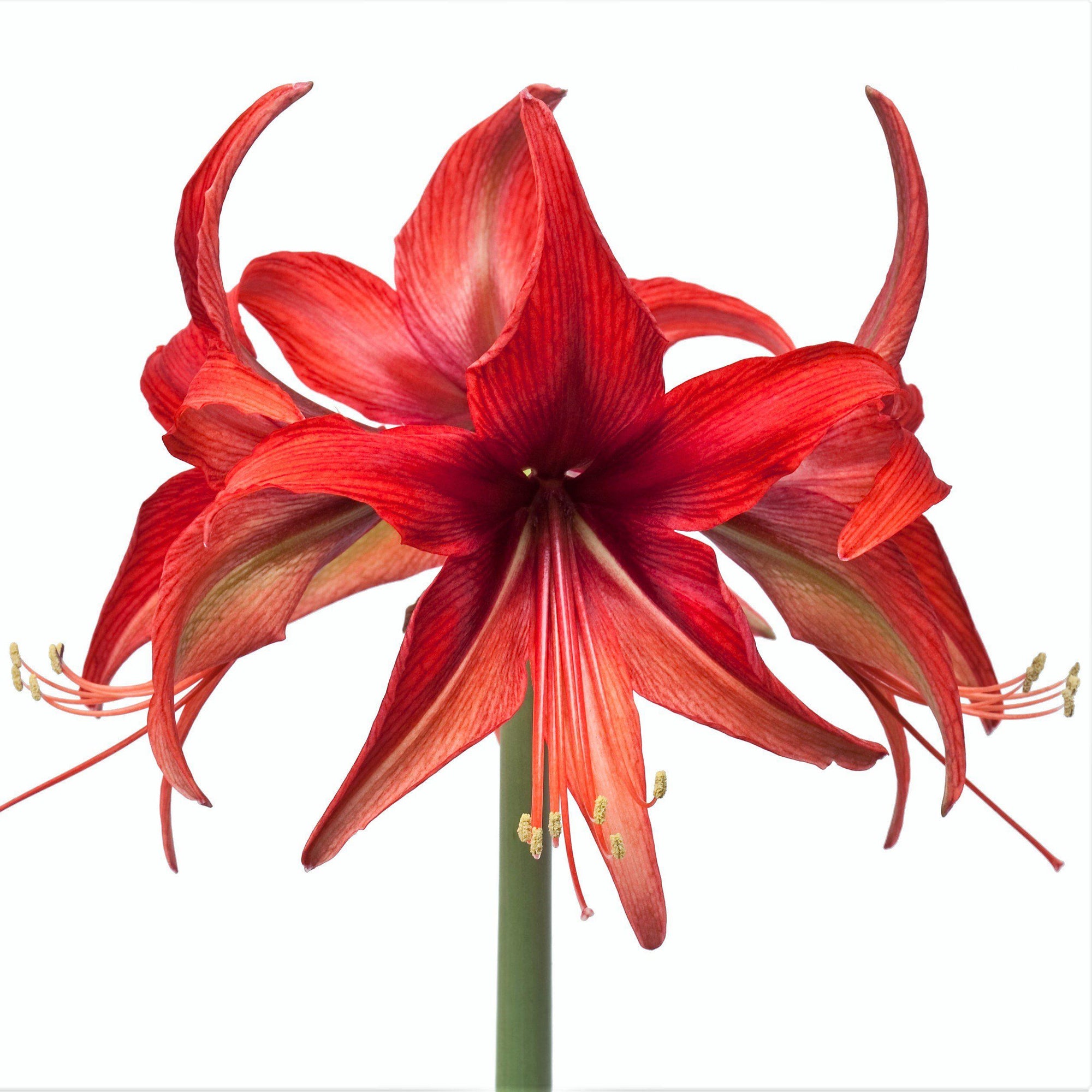 Amaryllis - Bogota: 1 Bulb