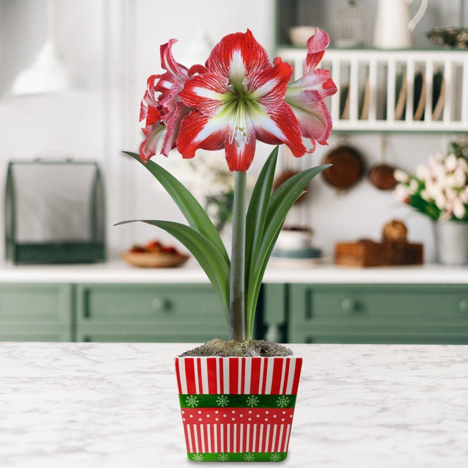 Amaryllis - Minerva in a Square Planter