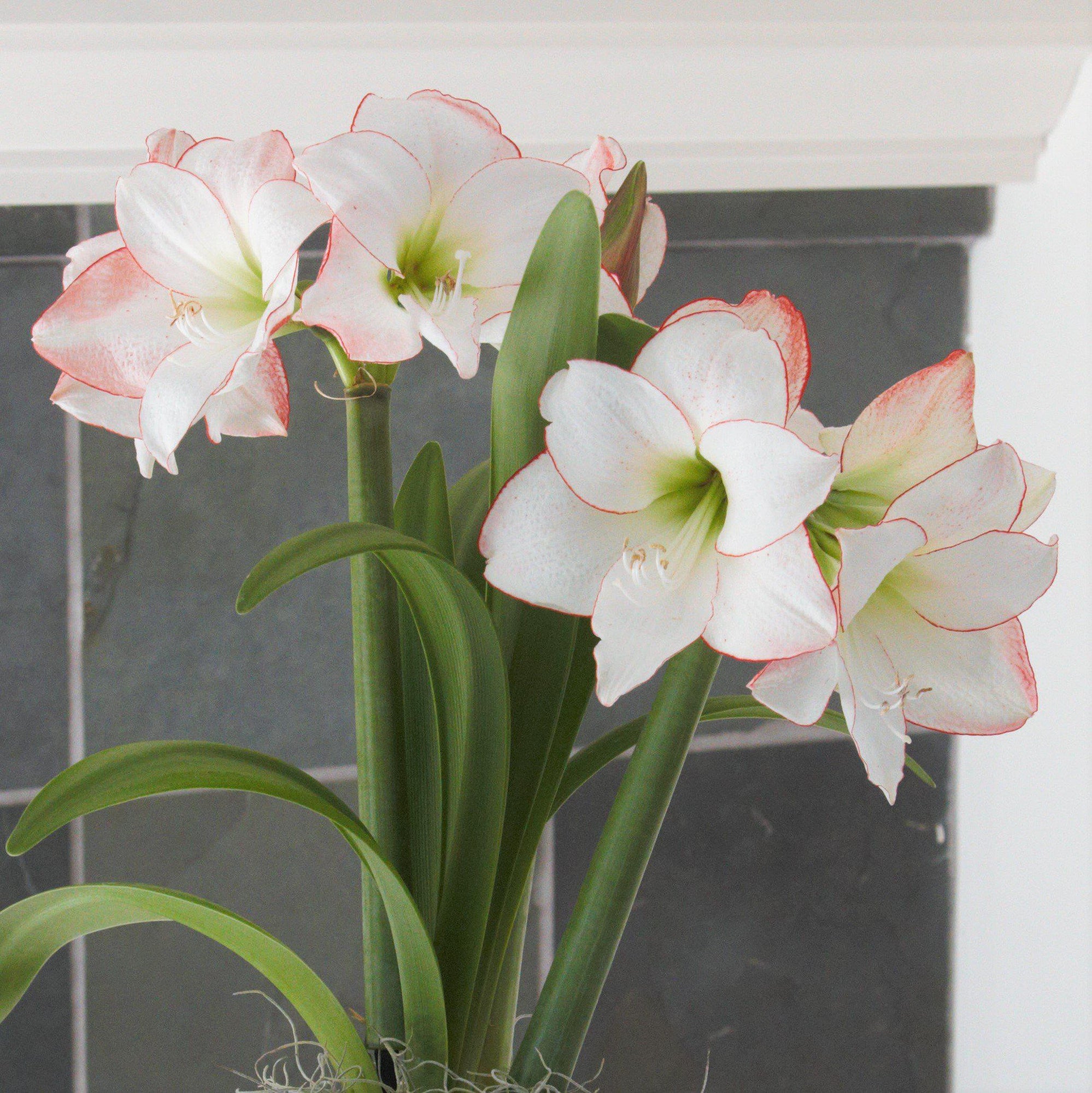 Amaryllis - Picotee: 1 Bulb