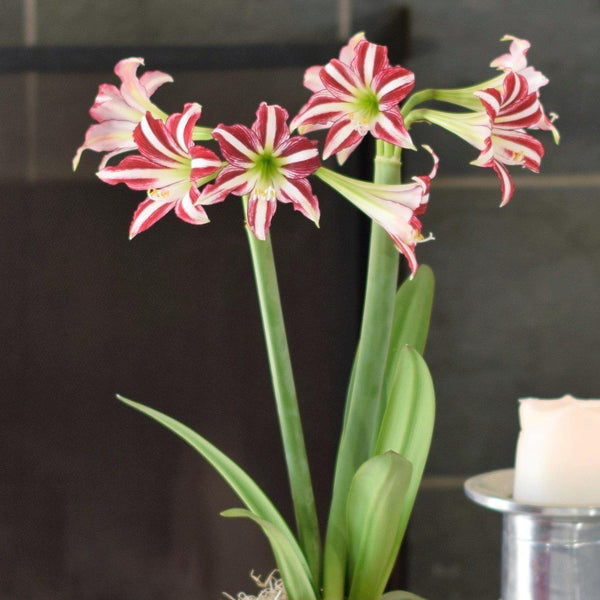 Amaryllis - Santiago: 1 Bulb