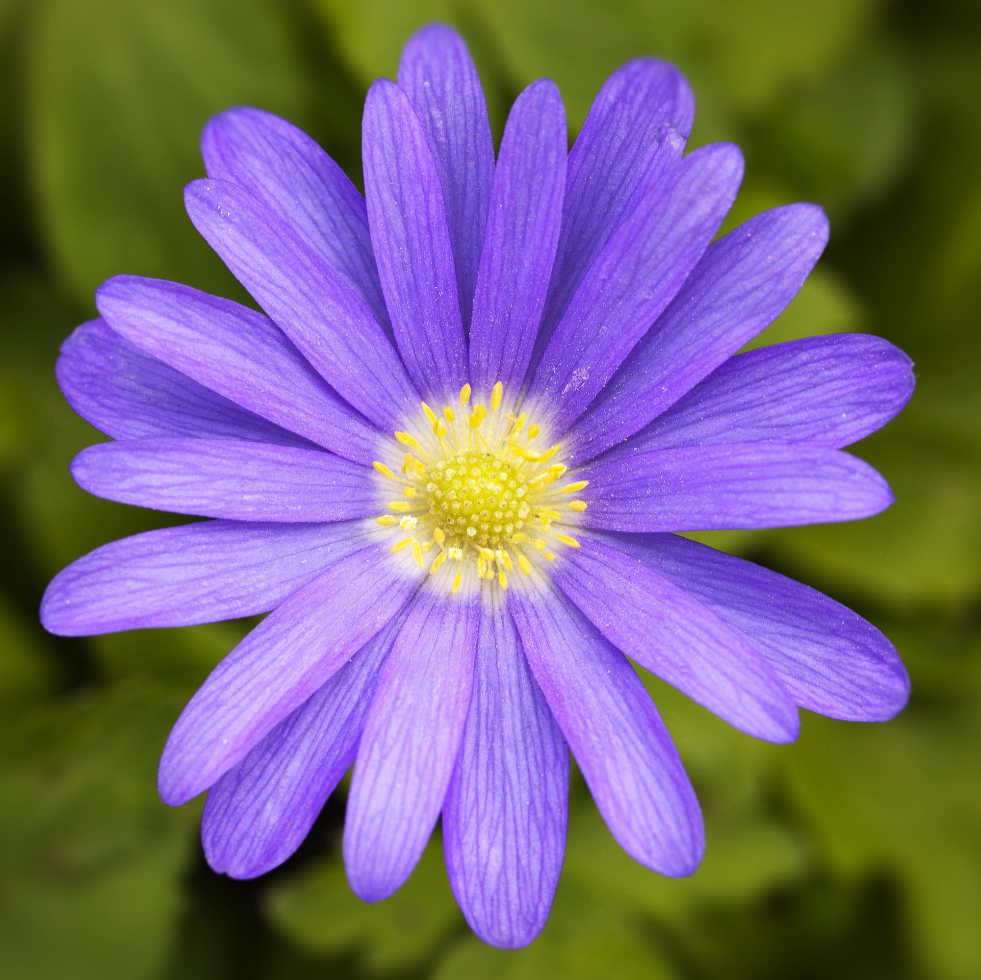 Anemone - Blanda Blue Shades: 20 Bulbs