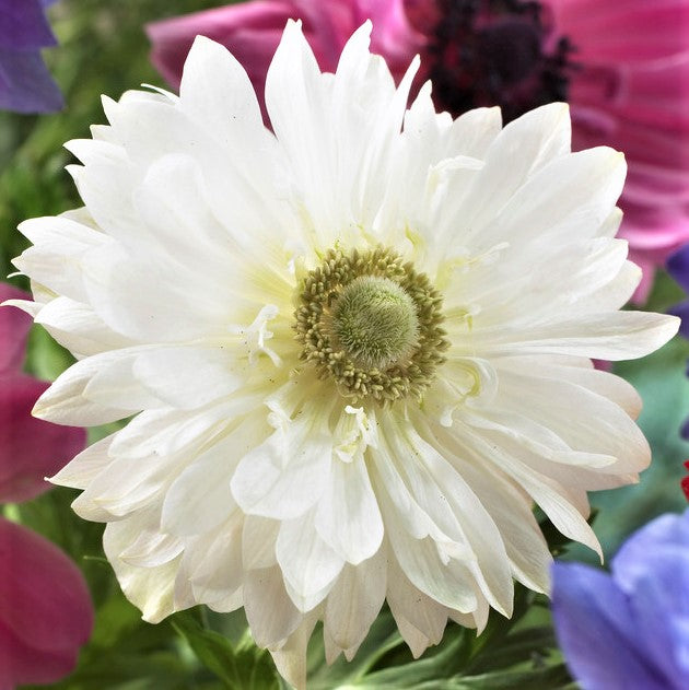 Anemone - Mount Everest: 20 Bulbs