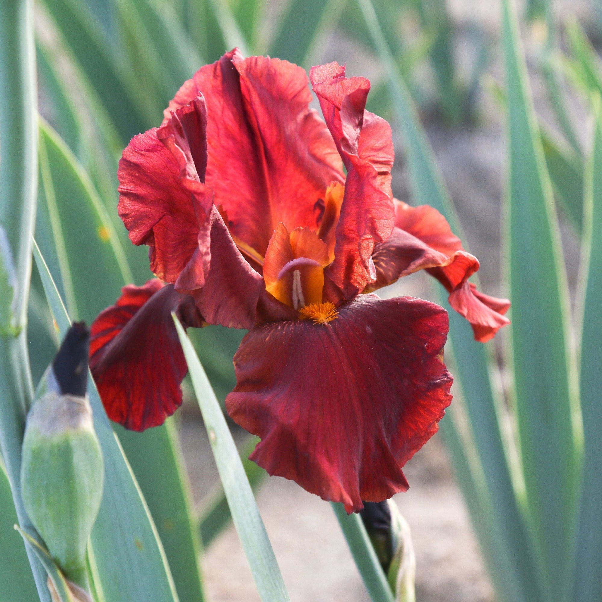 Bearded Iris - Califlora Bernice's Legacy (Reblooming)