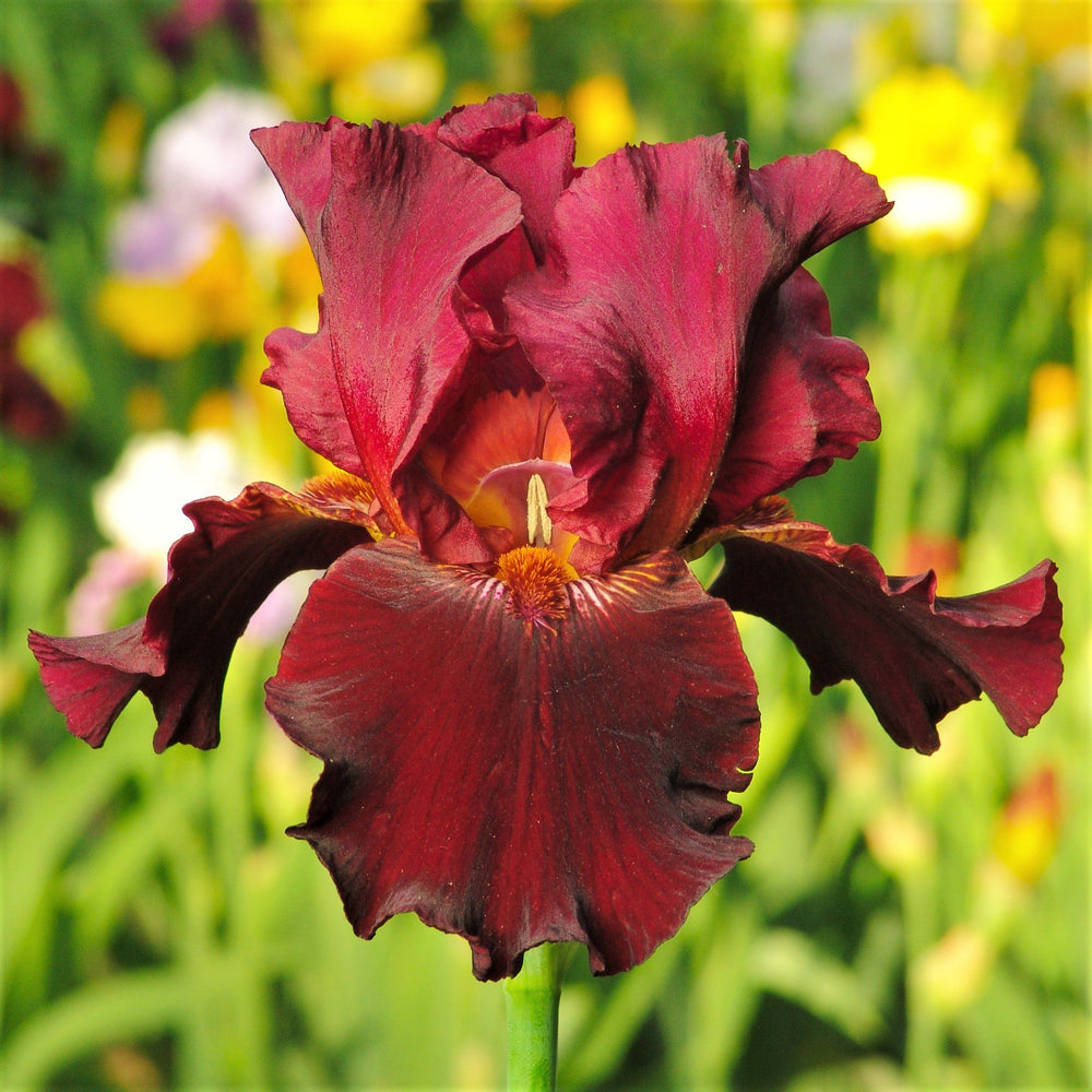 Bearded Iris - Califlora Colorful Crop Mix (Reblooming)