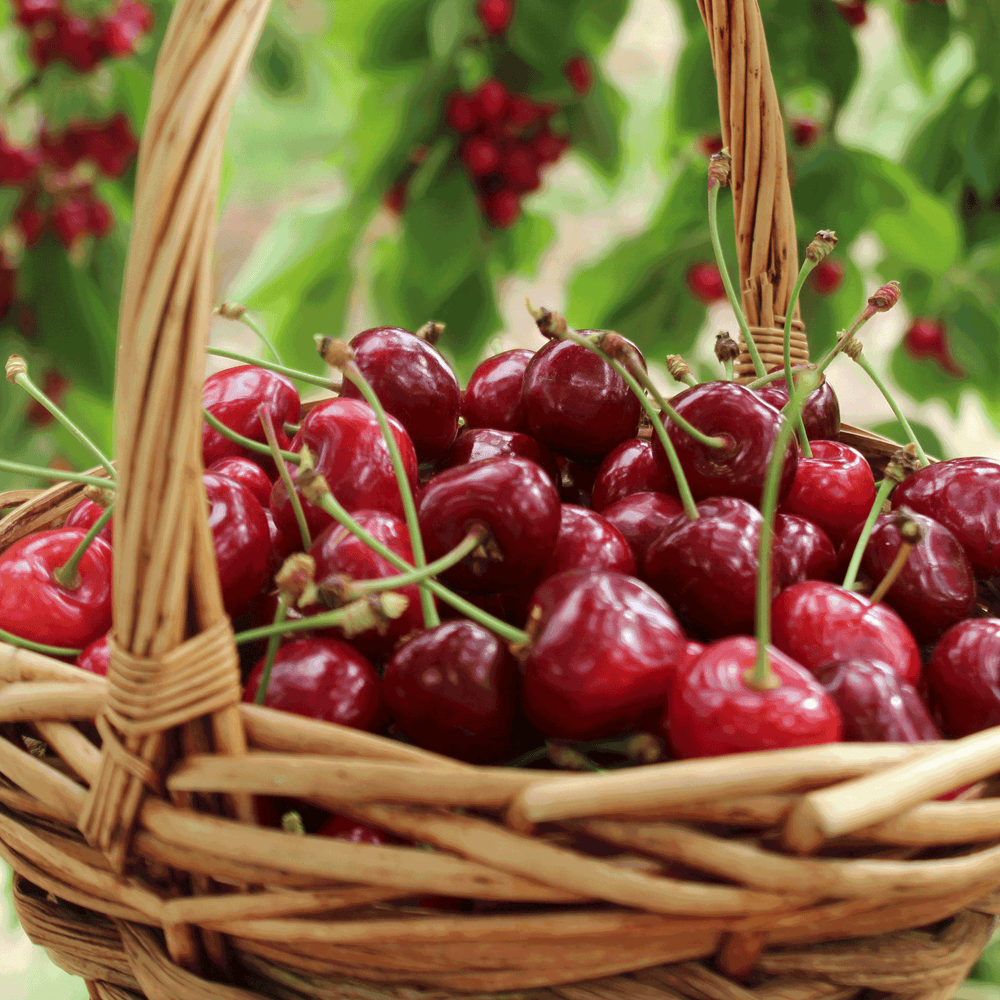 Bing cherry tree