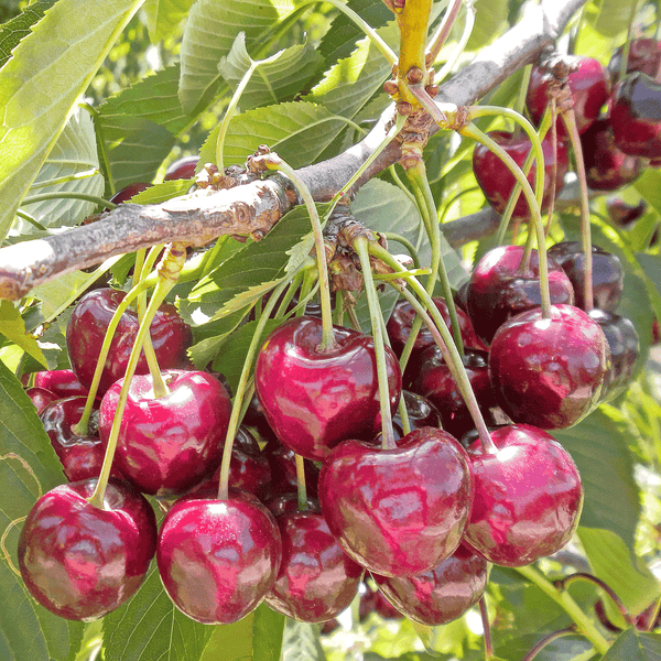 Bing cherry tree