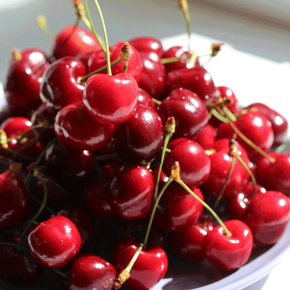 Bing cherry tree
