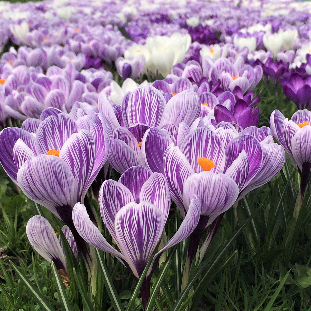 Crocus - King of the Striped: 20 Bulbs