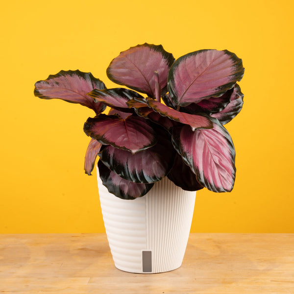 Calathea Pink Star | medium 6in