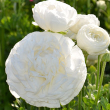 Ranunculus - Tecolote White: 10 Corms