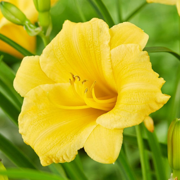 Daylily - Stella De Oro: 3 Bareroots