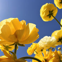 Ranunculus - Tecolote Yellow: 10 Corms