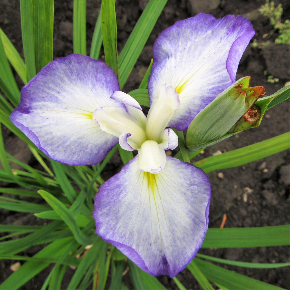 Japanese Iris - Zen Garden Mix: 5 Rhizomes