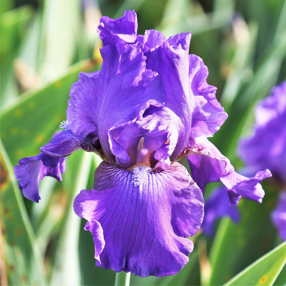 Bearded Iris - Califlora His Royal Highness (Reblooming)