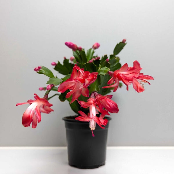 Holiday Cactus - Red 2 Pack