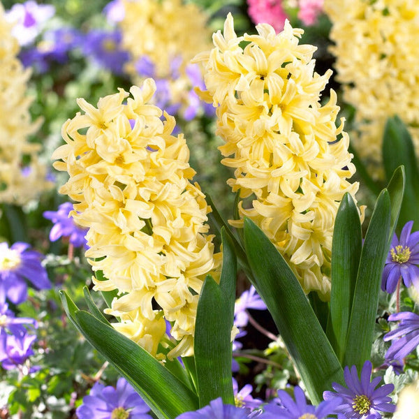 Hyacinth - City of Harlem: 10 Bulbs