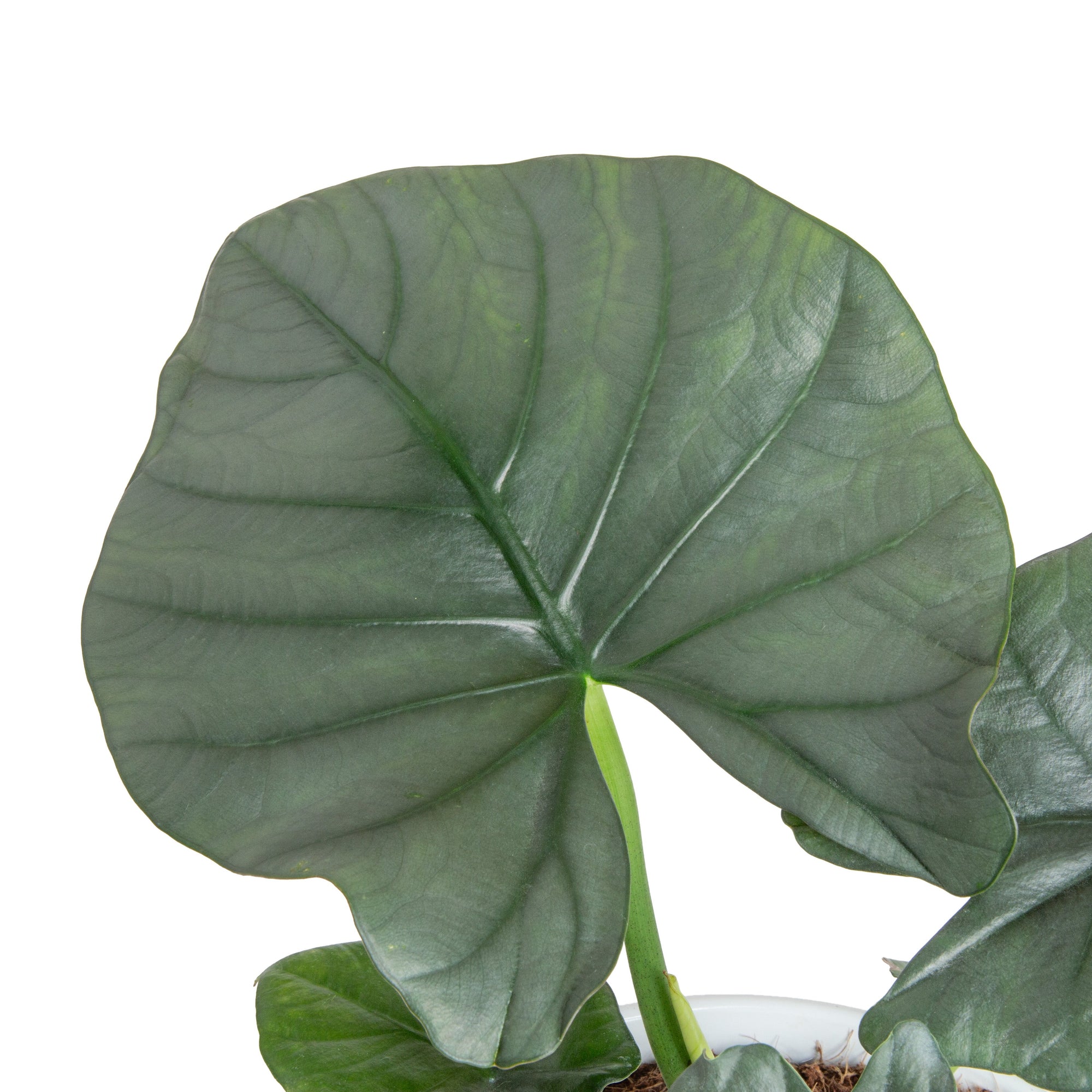 Alocasia Reginae | medium 6in