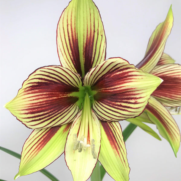 Amaryllis - Papilio Butterfly: 1 Bulb