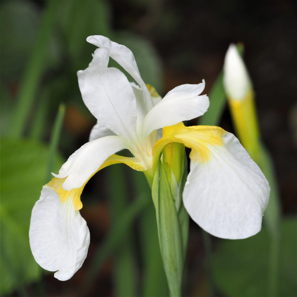 Japanese Iris - Zen Garden Mix: 5 Rhizomes