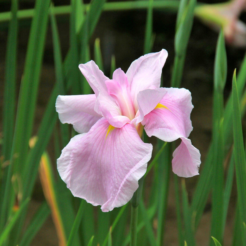 Japanese Iris - Zen Garden Mix: 5 Rhizomes